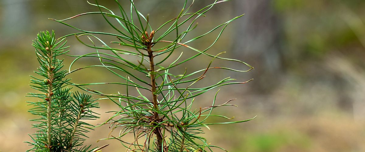 tree (1)